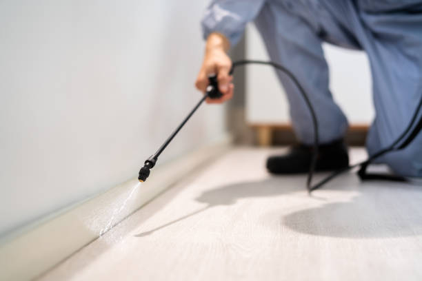 Licensed Wasp Removal service in Gladstone, MO - Show Me Pest Control